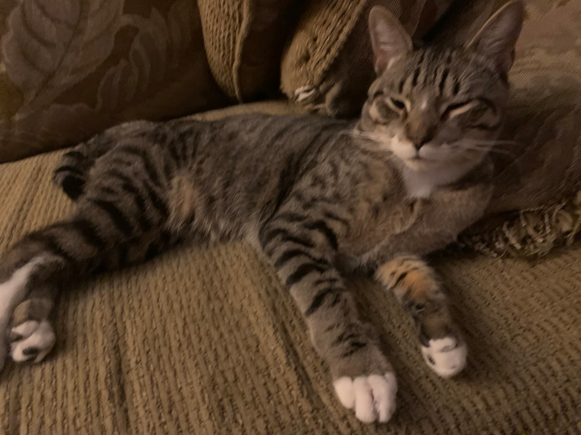 Fuaad - lore photo 3